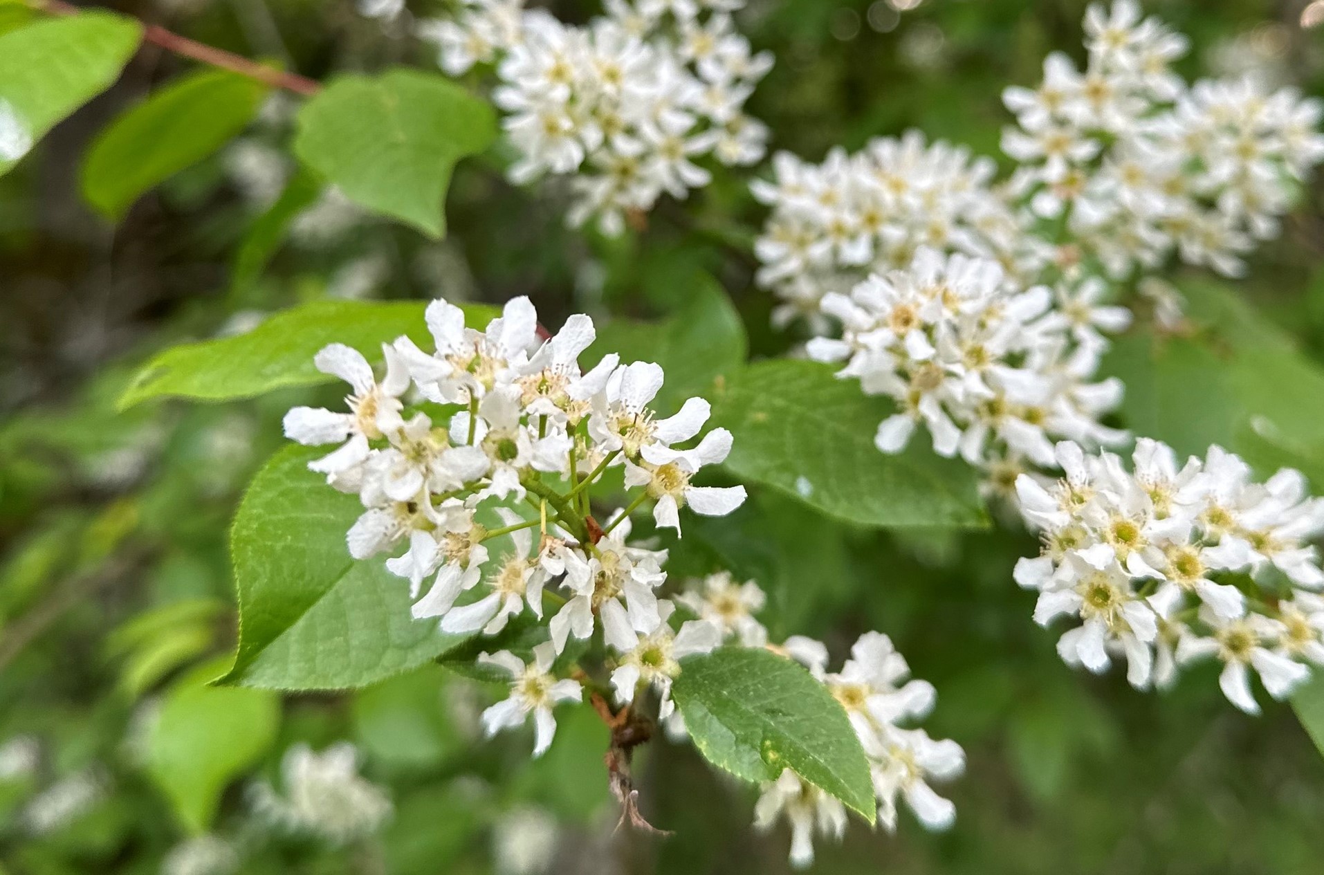 Häggen blommar.
