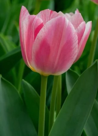 /Global/DisplayMultimediaDescription.ashx?guid=62918f51-0222-4655-8ce8-1dd7c5bafb56