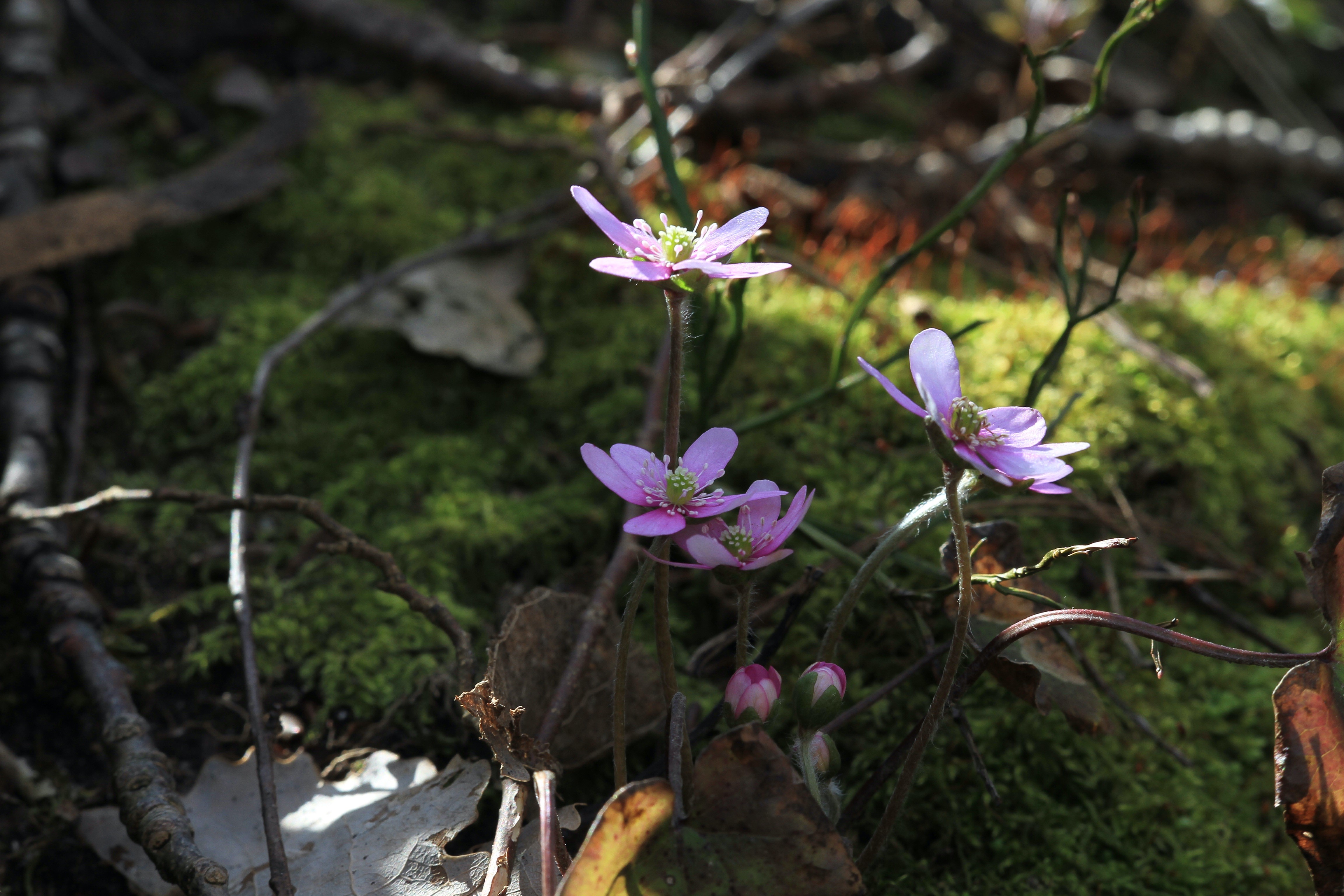 /Global/DisplayMultimediaDescription.ashx?guid=a3838c80-d1d6-40c2-bc69-5b6507bd15bb